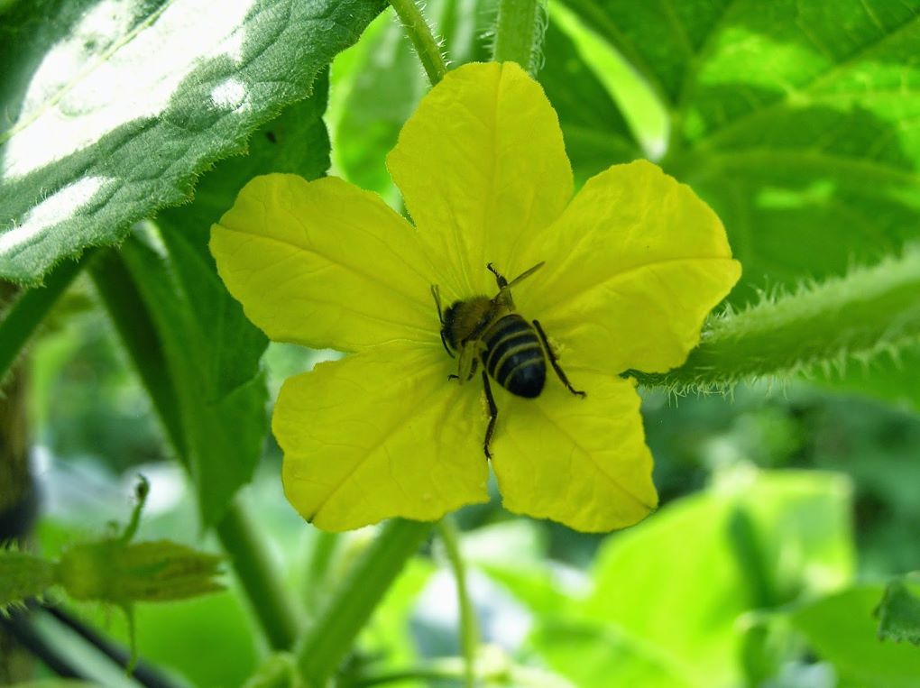 abejas polinizadores