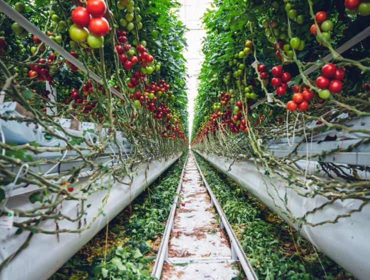 agricultura tomates invernadero