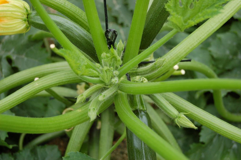 PLANTA DE CALABACÍN