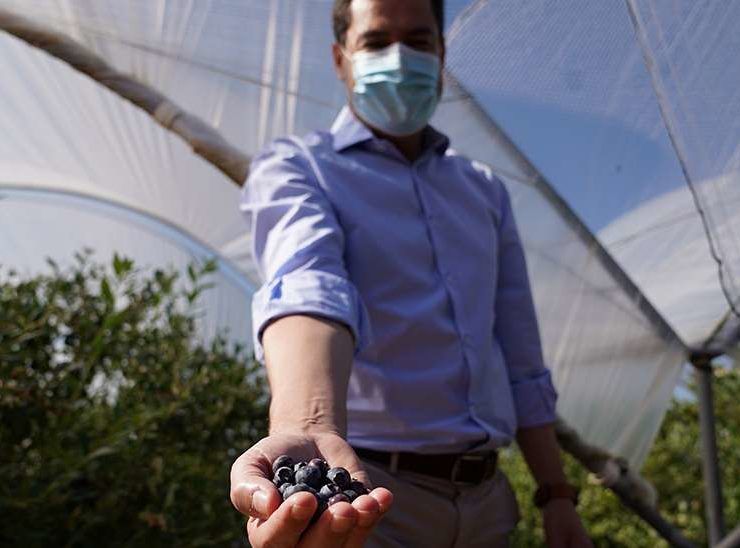 El presidente de la Junta en una plantación de berrys en Huelva.