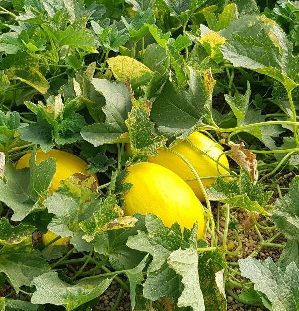 melones en invernadero