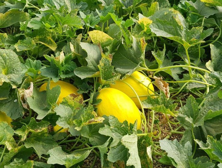 melones en invernadero