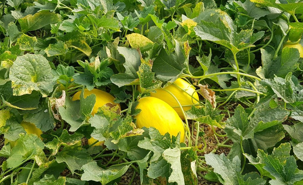 melones en invernadero