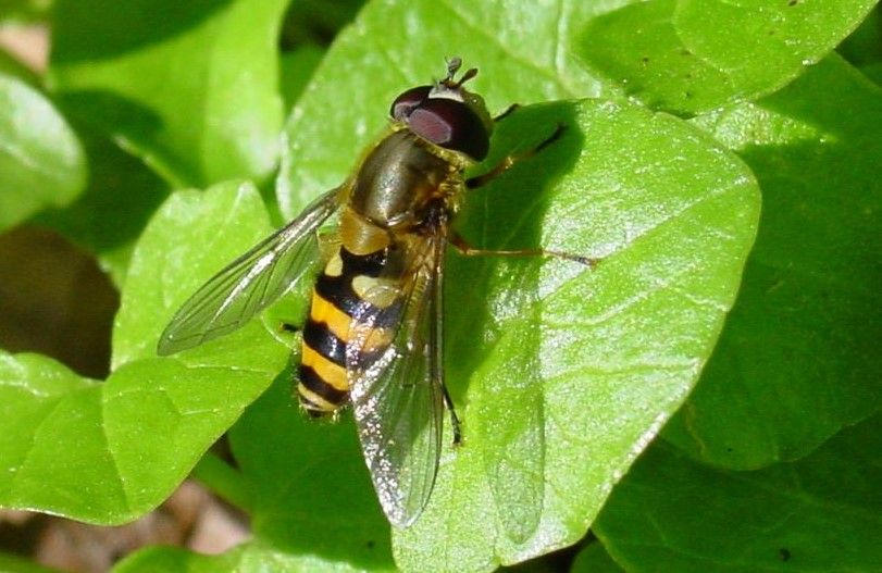 mosca cernícalo