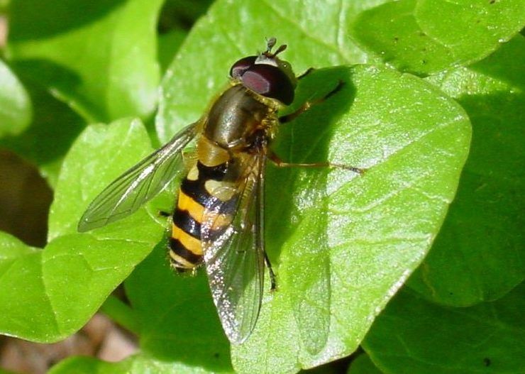 mosca cernícalo