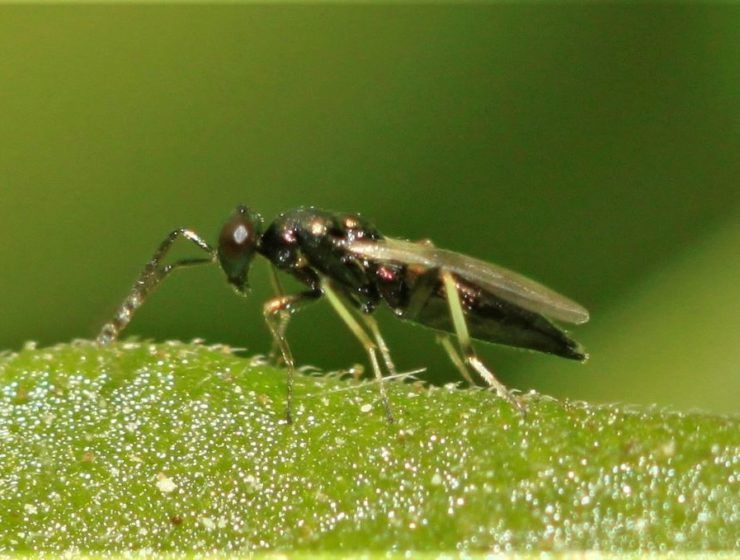 Avispilla Necremnus.