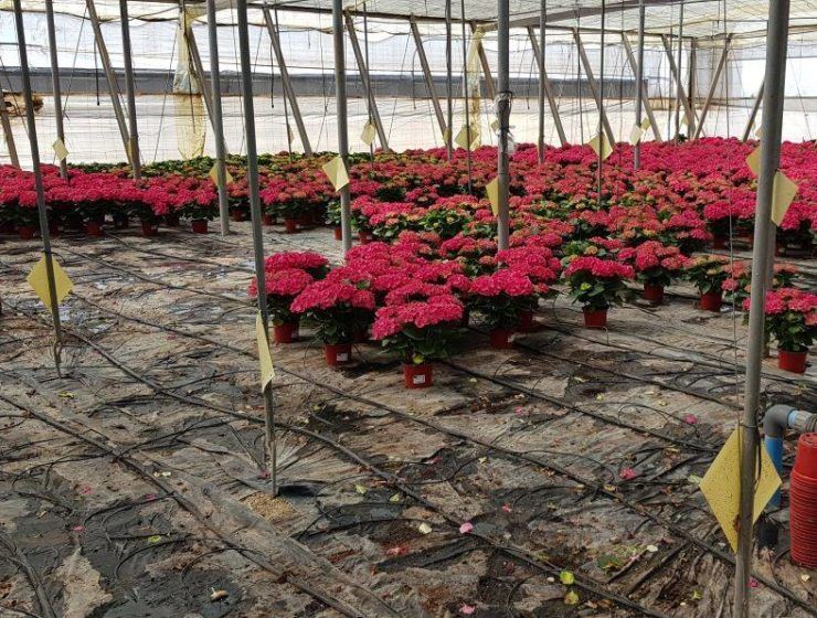 planta ornamental afectada por COVID-19