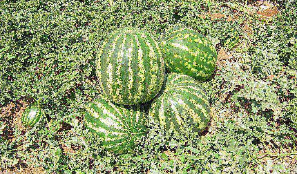 sandías en el campo