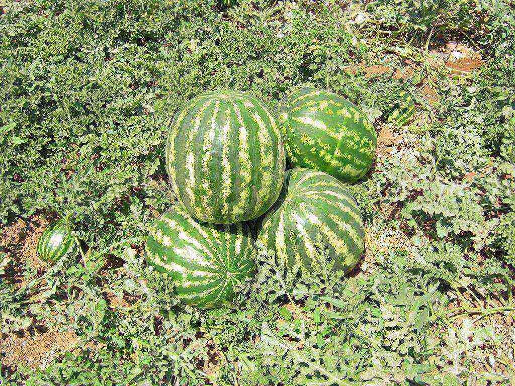 sandías en el campo