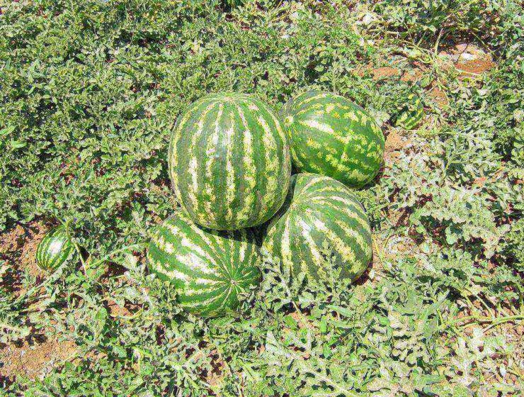 sandías en el campo
