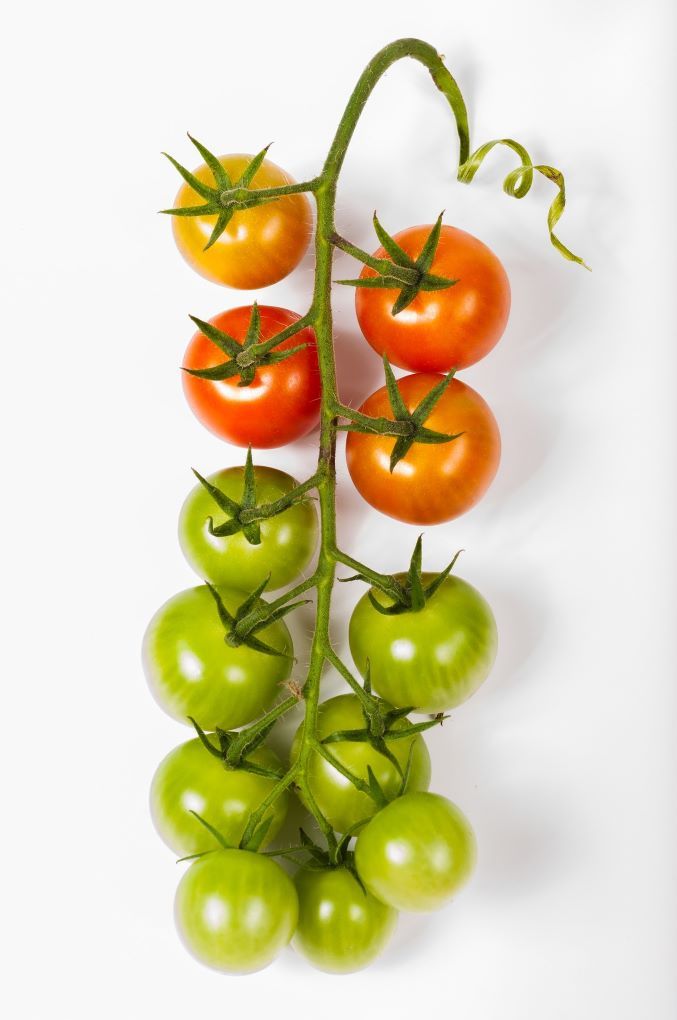 tomate rama