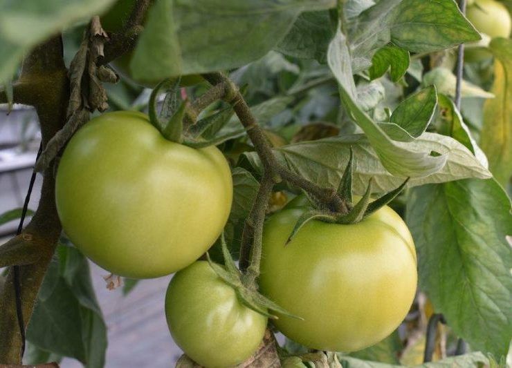 Tomates afectados por Vasates.