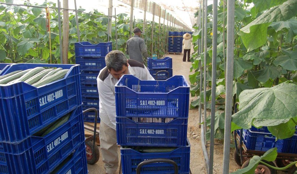 Trabajadores en un invernadero. recogen la cosecha