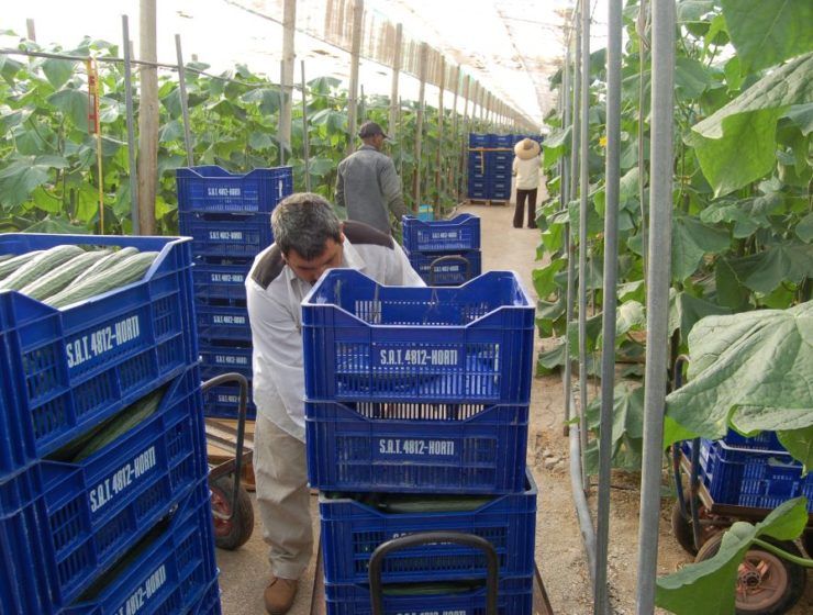 Trabajadores en un invernadero. recogen la cosecha