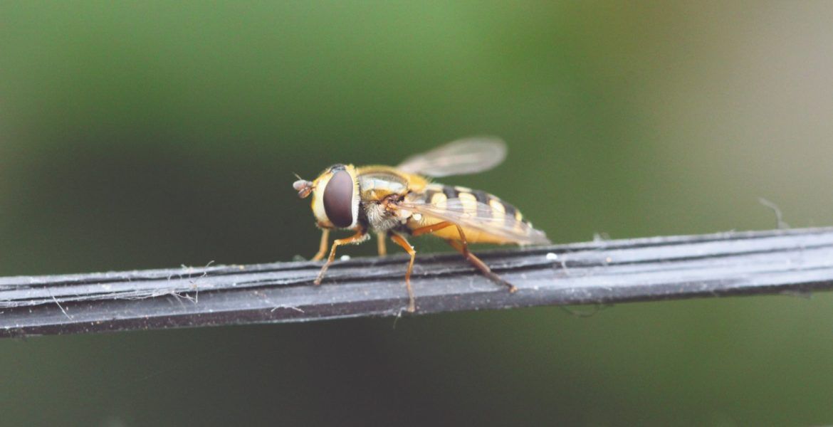 Eupeodes corollae adulto