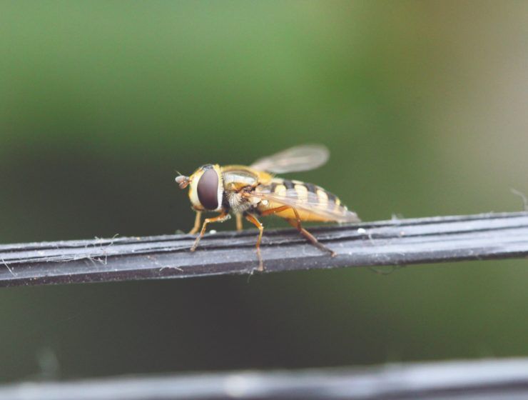 Eupeodes corollae adulto