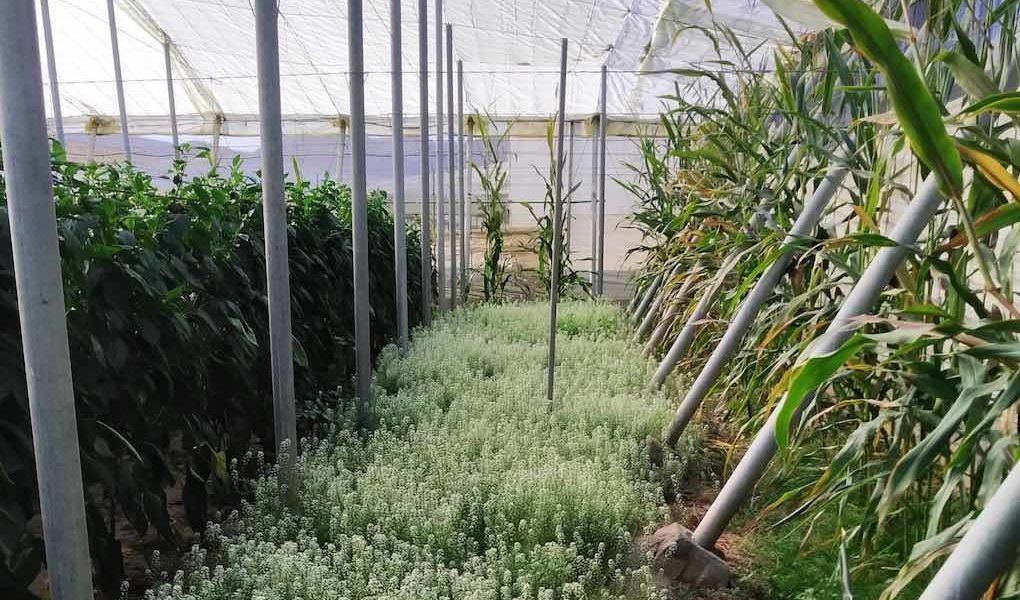 Cultivo ecológico bajo invernadero.