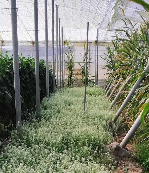 Cultivo ecológico bajo invernadero.
