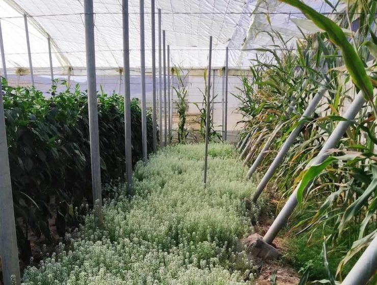 Cultivo ecológico bajo invernadero.