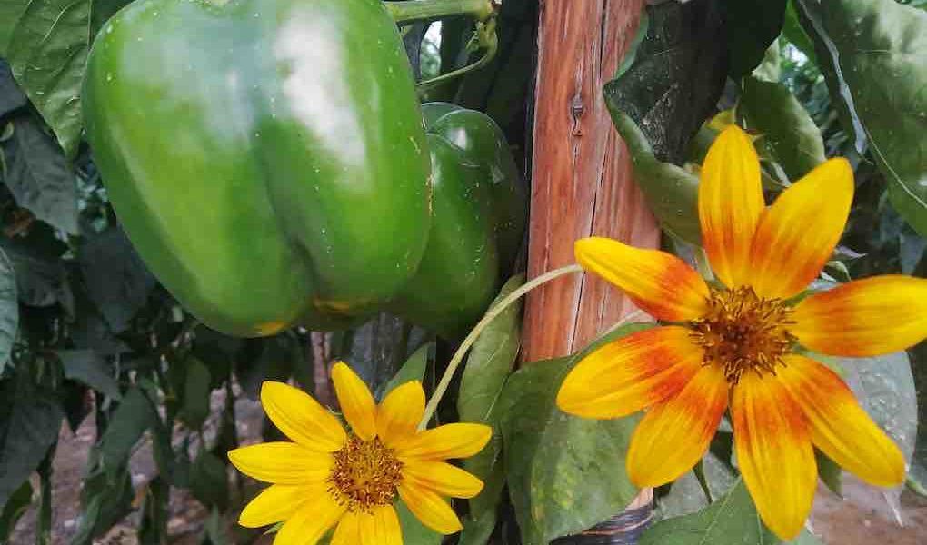 agricultura ecologica