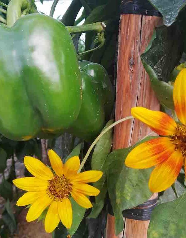 agricultura ecologica