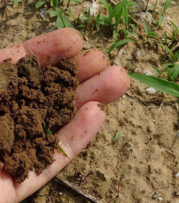 compost