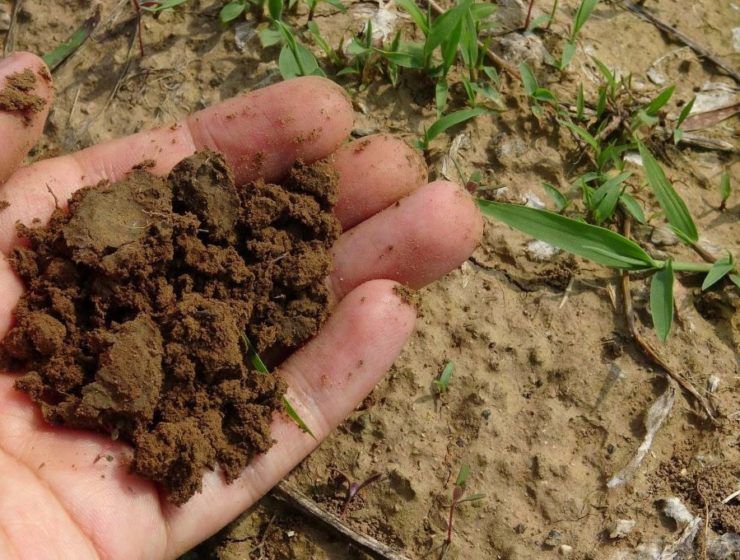 compost
