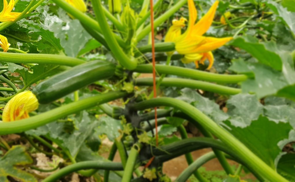 planta de calabacín