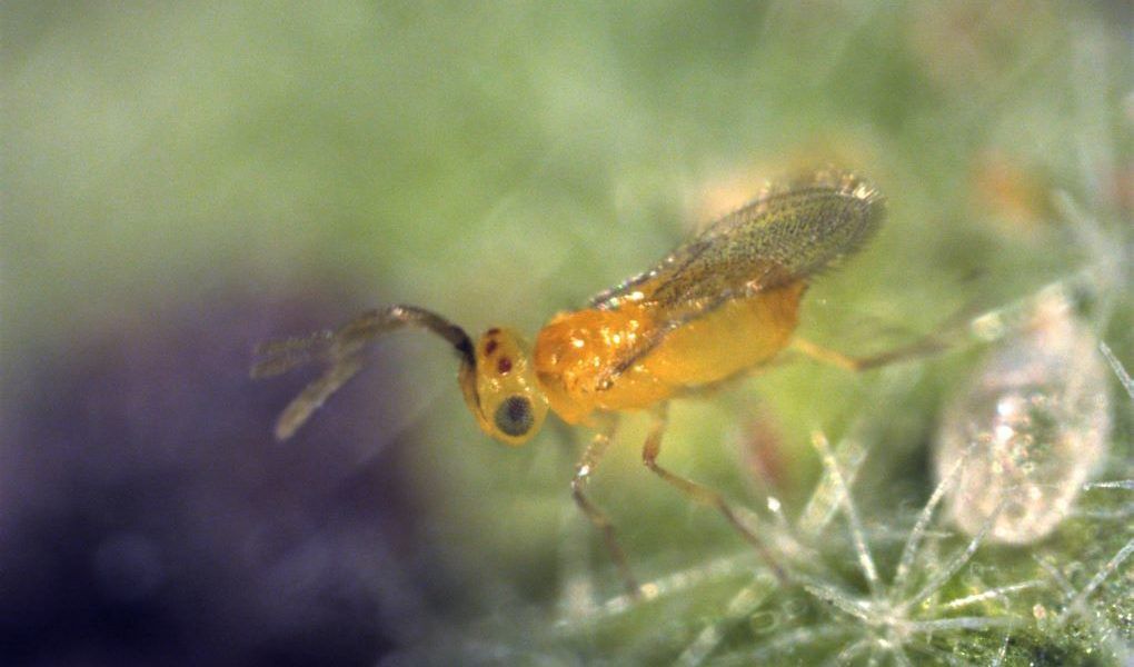 eretmocerus