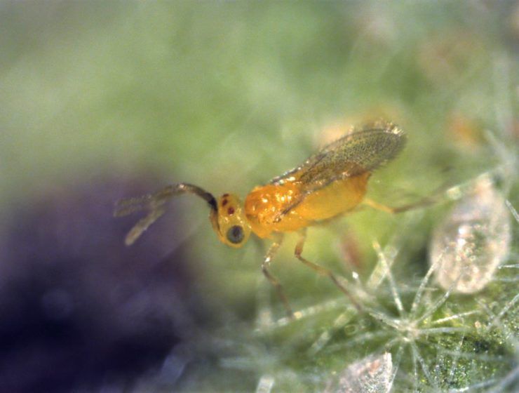 eretmocerus