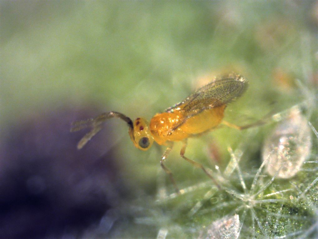 eretmocerus