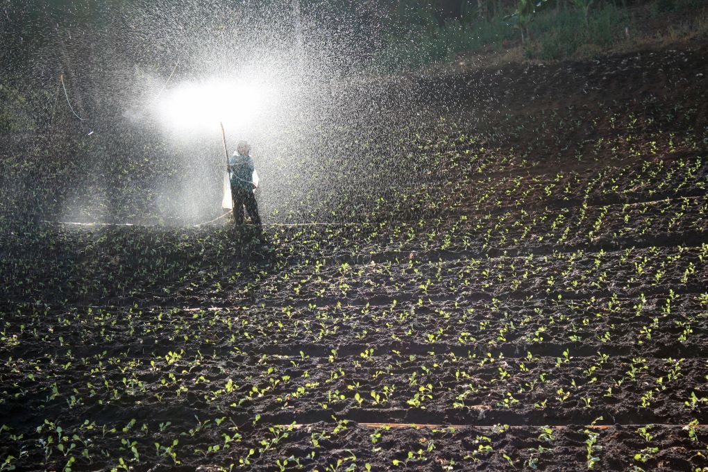 fertilizantes