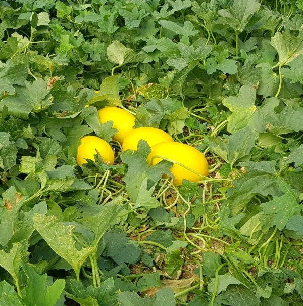 melones