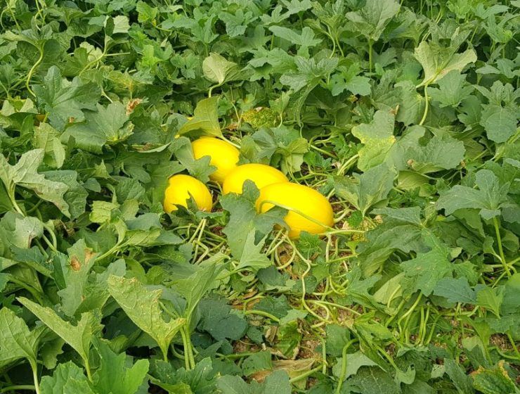 melones