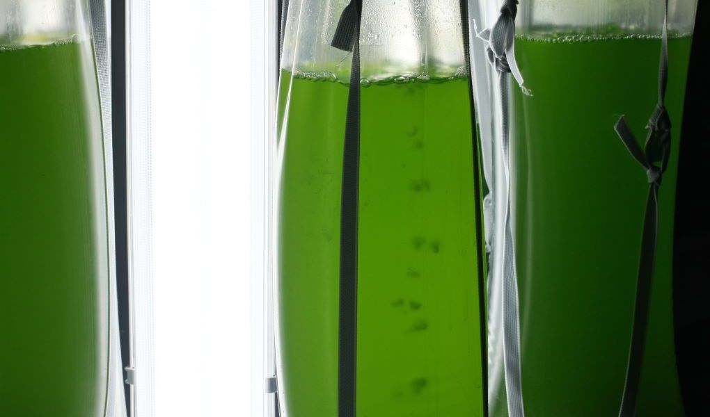 microalgas