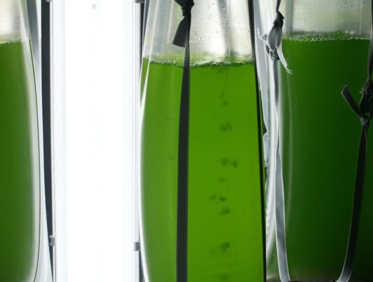 microalgas