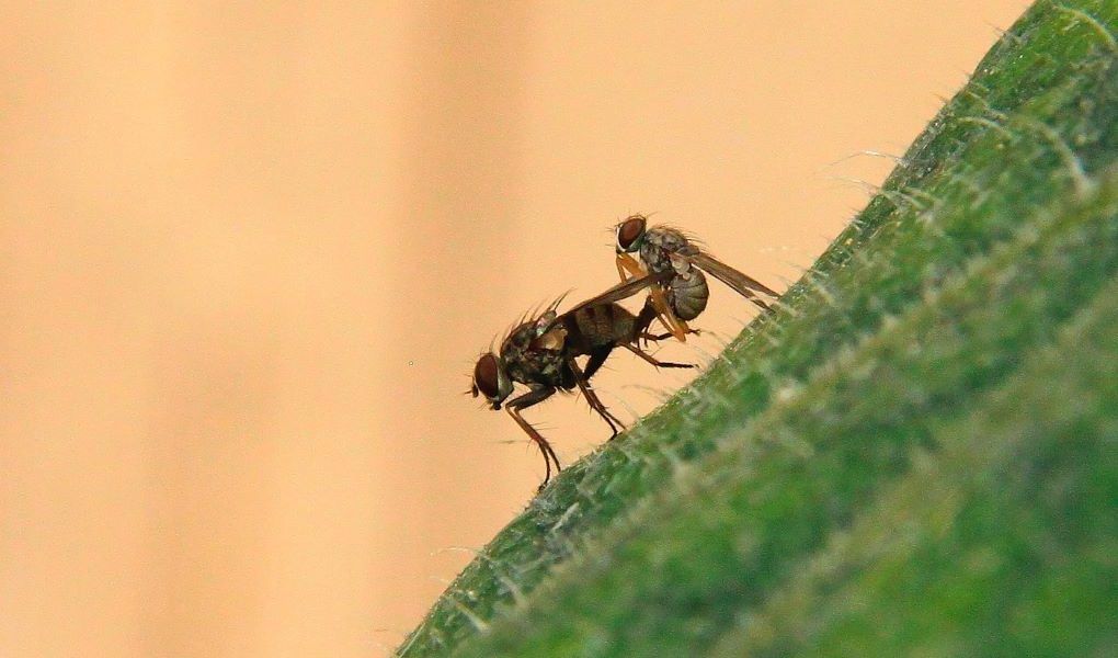 mosca tigre