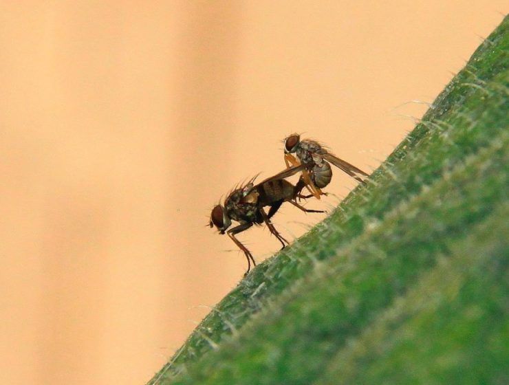 mosca tigre