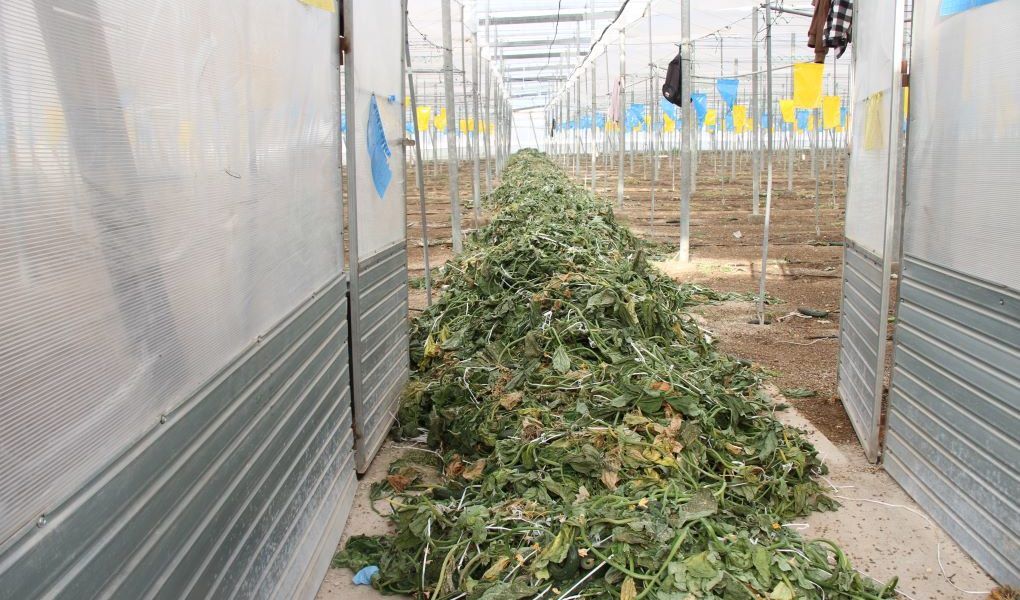 residuos vegetales