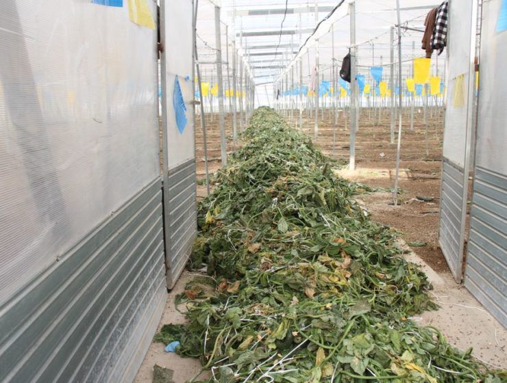 residuos vegetales