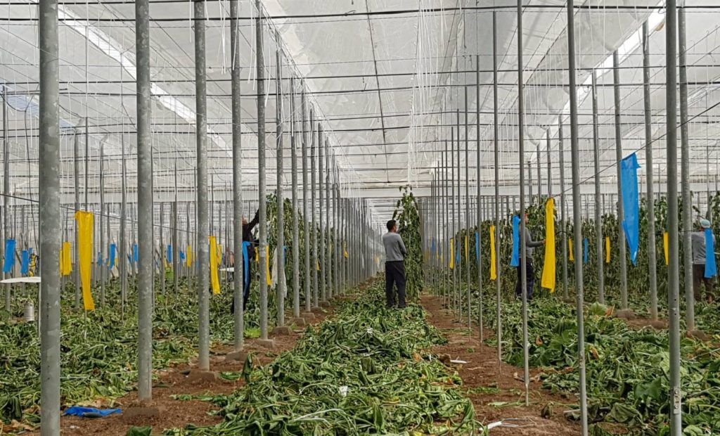 restos vegetales