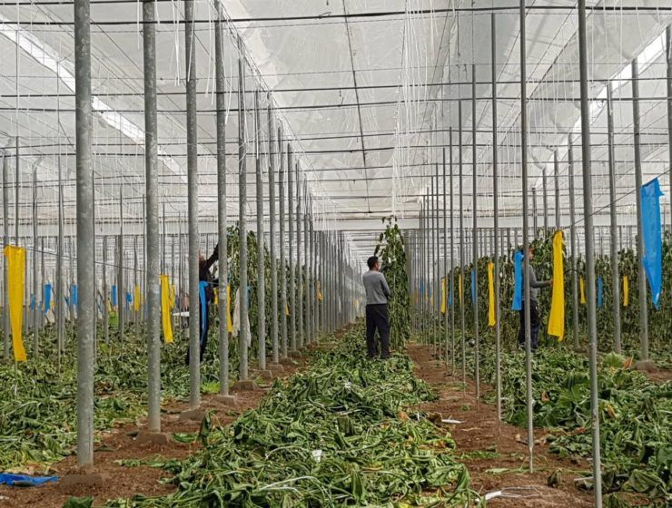 restos vegetales