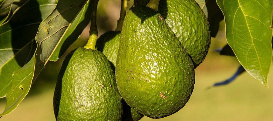 Aguacates