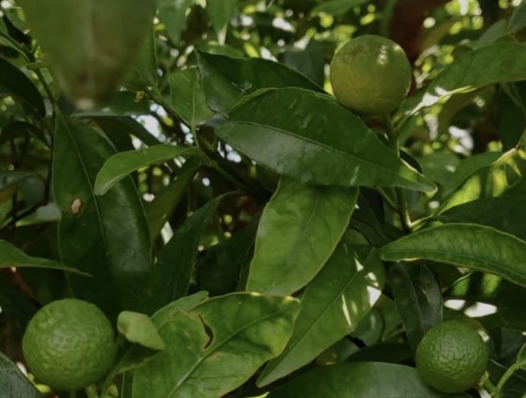 Cultivo manejado con Hortigros 2