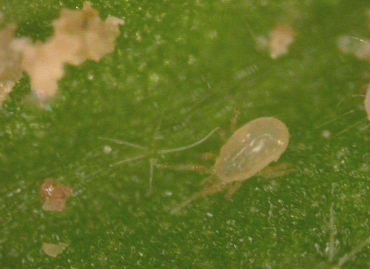 Transeius montdorensis