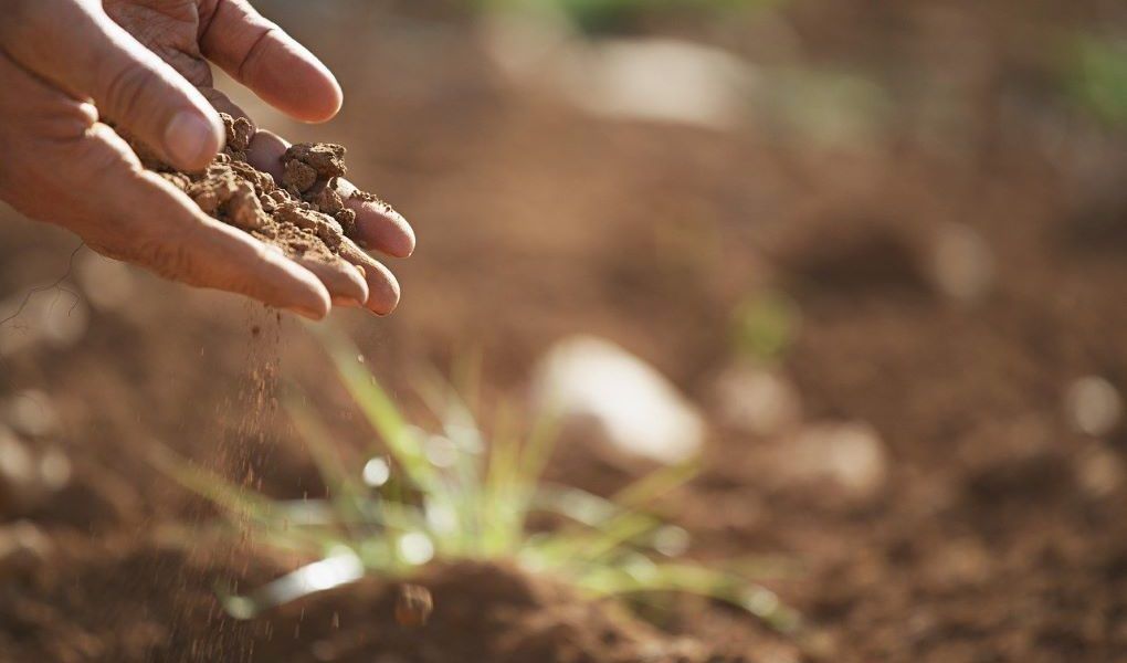 biofertilizantes