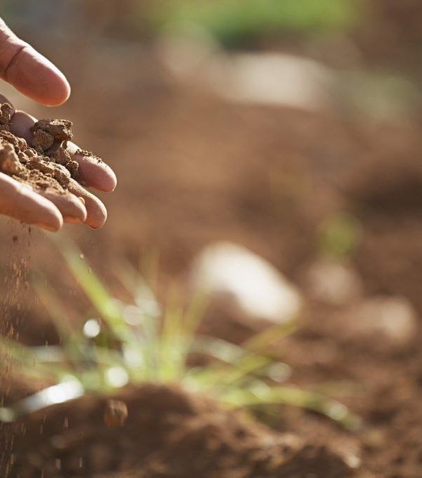 biofertilizantes
