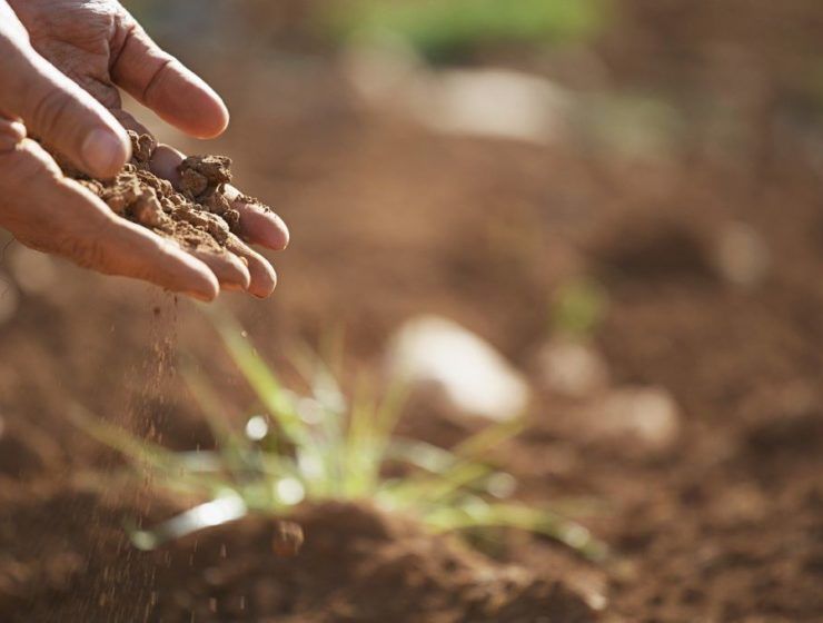 biofertilizantes