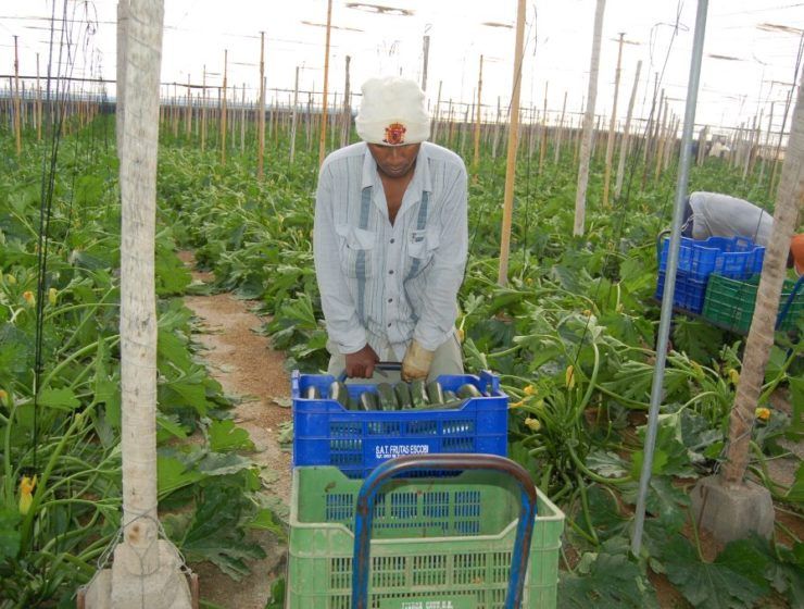 Trabajadores en un invernadero.