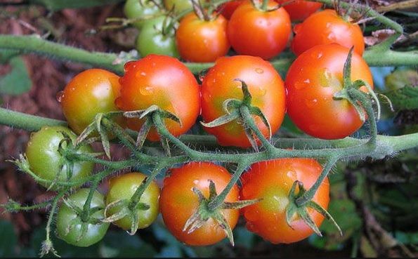 Tomate-virus-rugoso